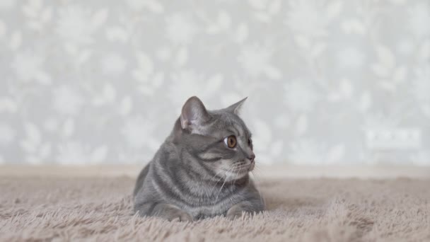Γάτα Βρίσκεται Στο Χαλί Και Παρακολουθήσουν Πάνω Από Παιχνίδι Συμπυκνωμένη — Αρχείο Βίντεο