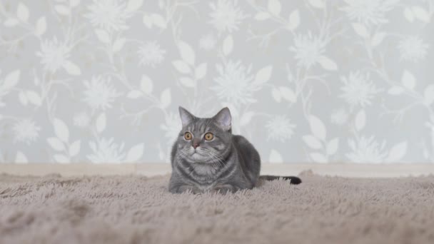 Кіт Лежить Килимі Дивиться Через Іграшкову Концентровану Камеру Дій — стокове відео