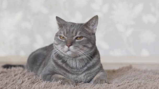 Kahverengi Halı Üzerinde Yatan Gri Kedi Yan Bakarak Esneme Uzağa — Stok video