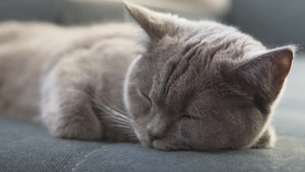 British Cute Cat Relaxing Blue Sofa — Stock Video