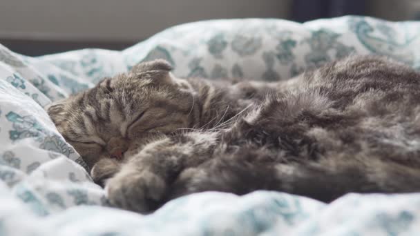 白い毛布のクローズアップビューで眠るスコットランドの折りたたみ猫 — ストック動画