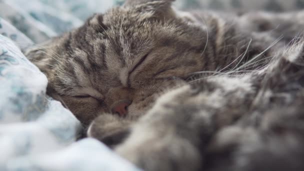 Scottish Fold Cat Sleeping White Blanket Closeup View — Stock Video