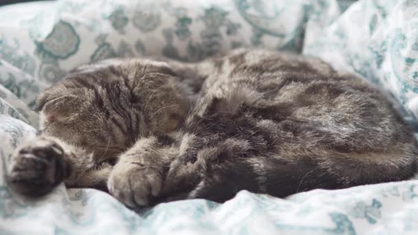 Chat Pliant Écossais Dormant Sur Couverture Blanche — Video