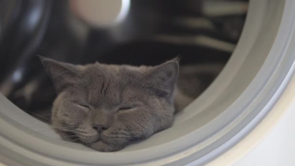 Gato Dorme Máquina Lavar Roupa — Vídeo de Stock