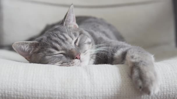 柔らかい椅子のクローズアップでリラックスグレーの縞模様の猫 — ストック動画