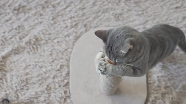 Chat Rayé Gris Sautant Sur Poteau Gratter Vue Dessus — Video