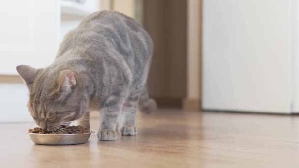 Gato Hetero Escocés Llega Tazón Plata Comer Comida Seca — Vídeo de stock