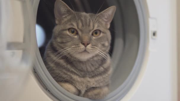 Cat Rusten Ontspannen Kijken Naar Zijkanten Zitten Wasmachine — Stockvideo