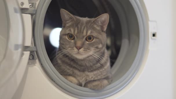 Cat Rusten Ontspannen Kijken Naar Zijkanten Zitten Wasmachine — Stockvideo