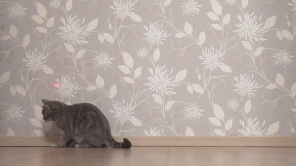 Kot Goni Próbuje Złapać Wskaźnik Laserowy Ścianie — Wideo stockowe