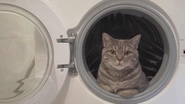 Cat Rusten Ontspannen Kijken Naar Zijkanten Zitten Wasmachine — Stockvideo