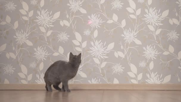 猫が追いかけて 壁にレーザーポインタをキャッチしようとする — ストック動画