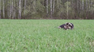Bir köpek kemik kemiriyor. Arka planda yeşil alan ve orman