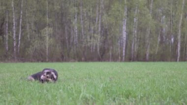 Bir köpek kemik kemiriyor. Arka planda yeşil alan ve orman