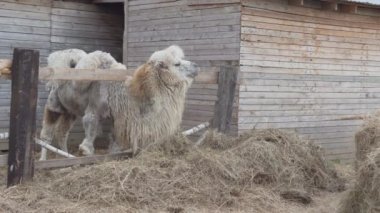 Deve bir çiftlikte saman yığını yiyor