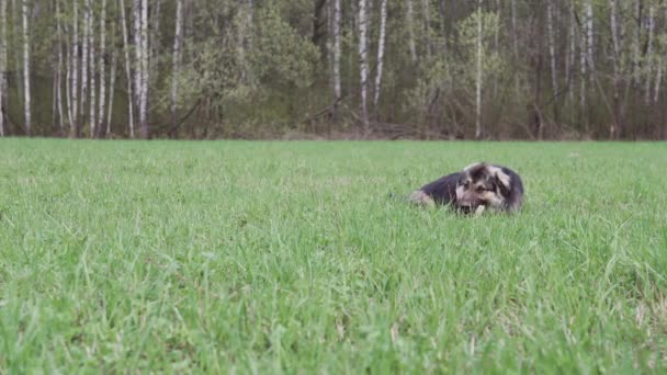 Ein Hund Nagt Einem Knochen Grüne Wiese Und Wald Auf — Stockvideo