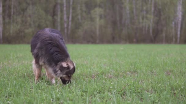 Dog Taking Bone Walking Away Green Field Forest Background — Stock Video