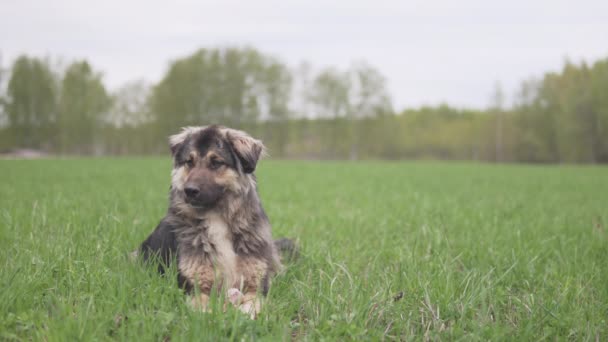 犬は側面を見て骨をかじっている 緑の草 クローズアップ — ストック動画