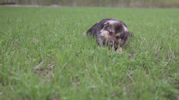 Een Hond Knaait Een Bot Close Groen Gras Bomen Achtergrond — Stockvideo