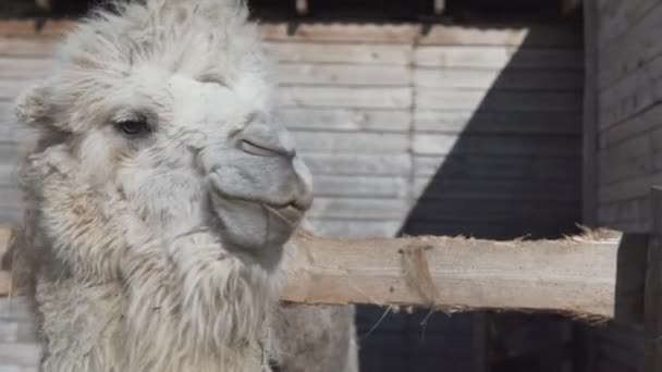 Camello Come Heno Rancho Mirando Hacia Adelante Cámara Cerca — Vídeos de Stock