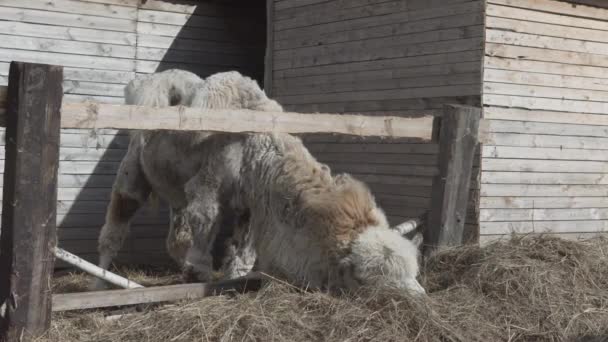 Kamel Frisst Heuhaufen Auf Einer Ranch — Stockvideo