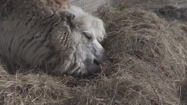 Deve Kafası Bir Çiftlikte Saman Yer Hareket Halinde — Stok video