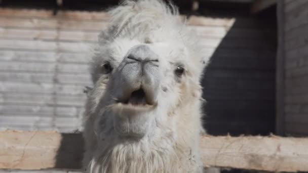 Camel Está Comiendo Heno Rancho Cerca Pensando Vida — Vídeo de stock