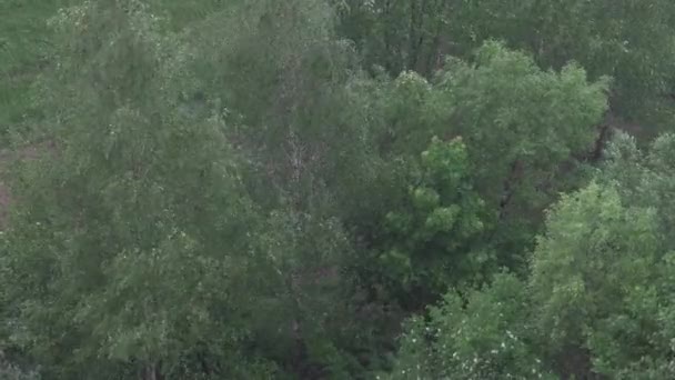Krople Deszczu Wietrzna Pogoda Drzewa Wahadłowe Tle — Wideo stockowe