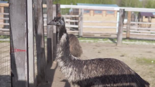 Twee Struisvogels Wandelen Zijn Grondgebied Kijken Naar Zijkanten — Stockvideo