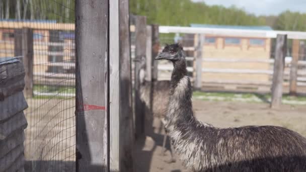 Due Struzzi Che Camminano Sul Suo Territorio Guardano Lati — Video Stock