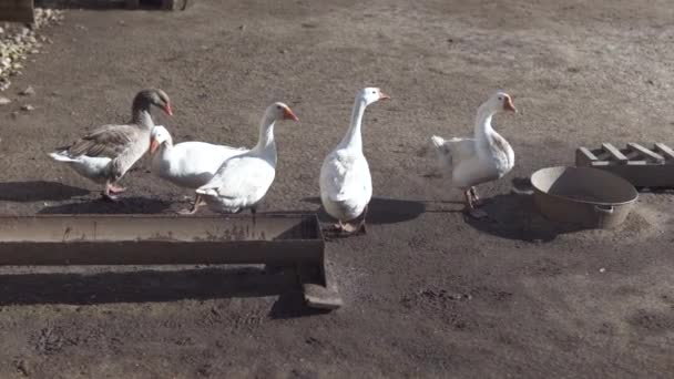 Les Cygnes Blancs Marchent Sur Ranch Boivent Eau Dans Bol — Video