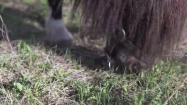 Midilli yeşil bir çim yakın görünümü otlatıyor