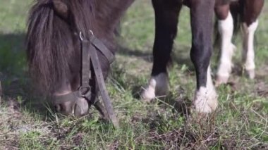 Pony bir bahar yeşil çim yakın görünümü otlatıyor