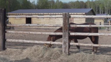 Yalnız bir at çiftlikte hey yer.