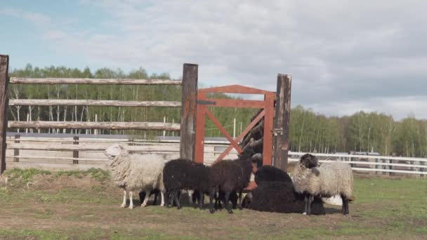 Troupeau Moutons Pâturage Sur Ranch Campagne Impatient — Video