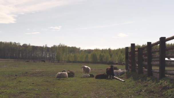 Een Kudde Sheeps Weide Een Ranch Het Land Vooruitkijkend — Stockvideo