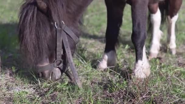 Pony Está Pastando Una Hierba Verde Primaveral Vista Cerca — Vídeo de stock