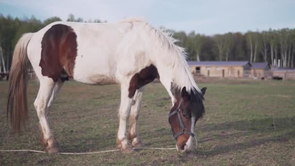 Hästen Betar Ett Nytt Vårgräs — Stockvideo
