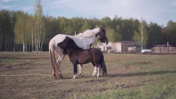 Häst Och Ponny Spelar Äng Gården Teaser Ponny Bitande Häst — Stockvideo