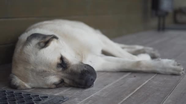 Grand Chien Sécurité Relaxant Dormant Dehors Sur Cour Maison — Video