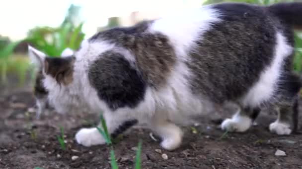 Flauschige Katze Läuft Auf Der Straße — Stockvideo