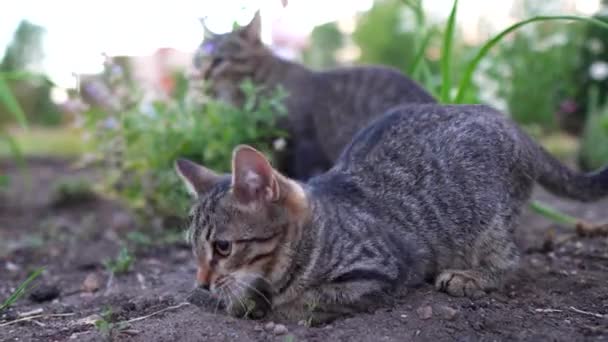 有趣的猫在花园里散步 — 图库视频影像