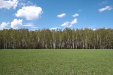Yeşil alan, orman ve mavi gökyüzü ile bulutlar yatay bir çizgi 