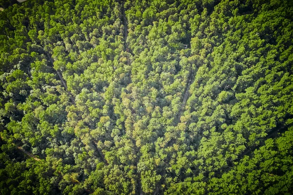 鬱蒼とした緑の森と小さな狭いパス 上からの空中の眺め ドローンから撃たれた — ストック写真