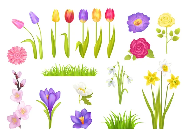 Collection Fleurs Illustration vectorielle d'affiches — Image vectorielle