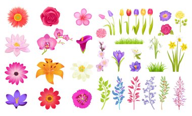 Değişik çiçek renk vektör çizim seti