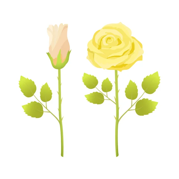 Mild ros blommor öppna och stängda Bud i Blossom — Stock vektor