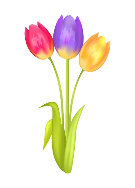 Bouquet coloré avec trois tulipes de couleur multi — Image vectorielle