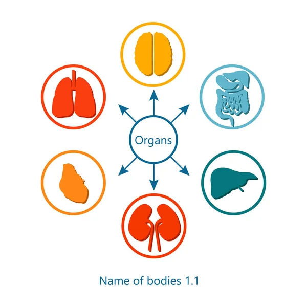 Nome di organismi e organi Illustrazione vettoriale — Vettoriale Stock