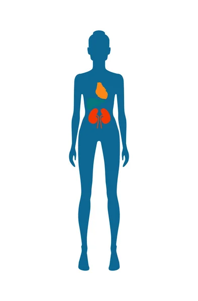 女性の体と腎臓心臓ベクトル図 — ストックベクタ